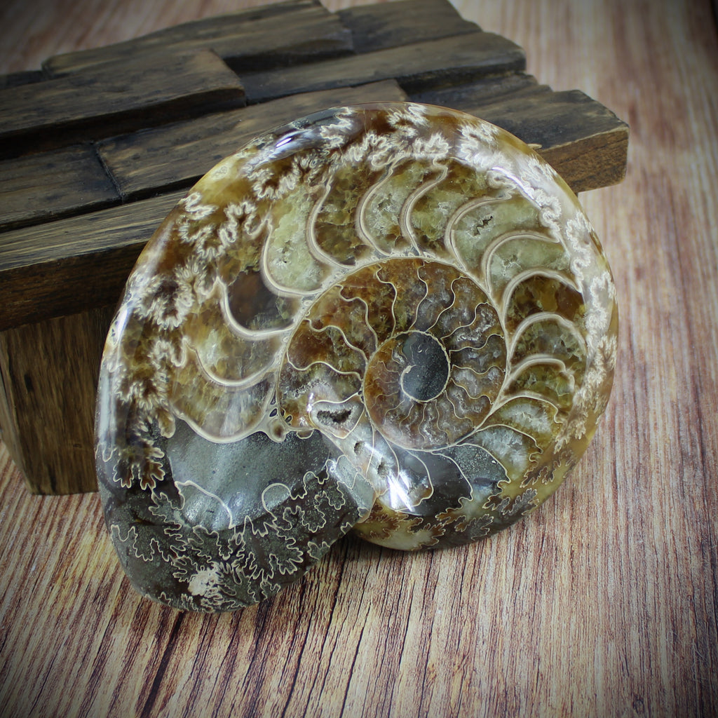 Ammonit Schale poliert (Madagaskar) Ammonithälfte versteinerte Fossilien Ammoniten