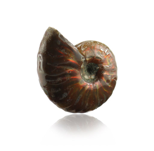Ammoniten Schmuck Trommelstein Edelstein Rohsteine Handschmeichler Taschenstein von budawi