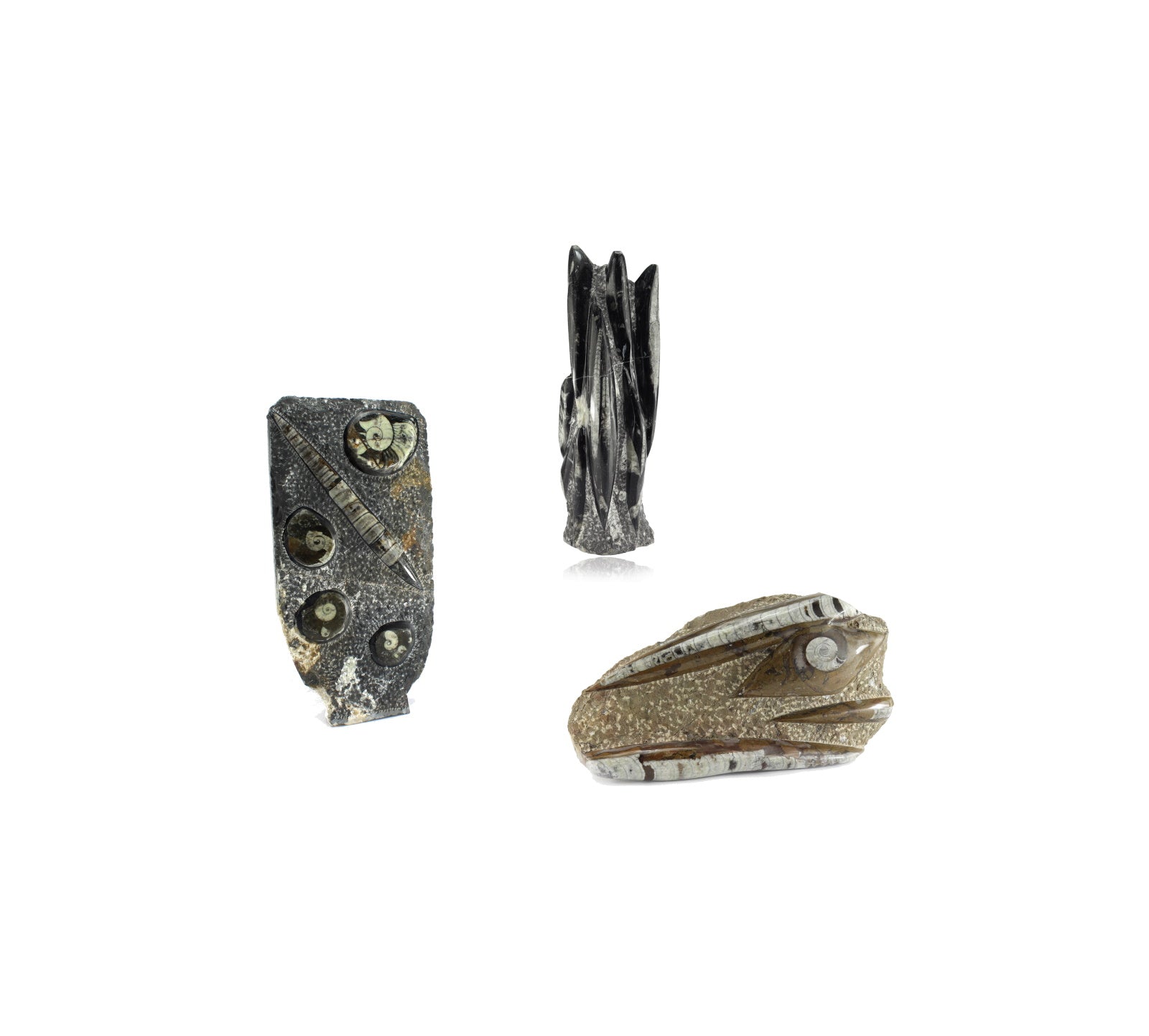 Fossilien