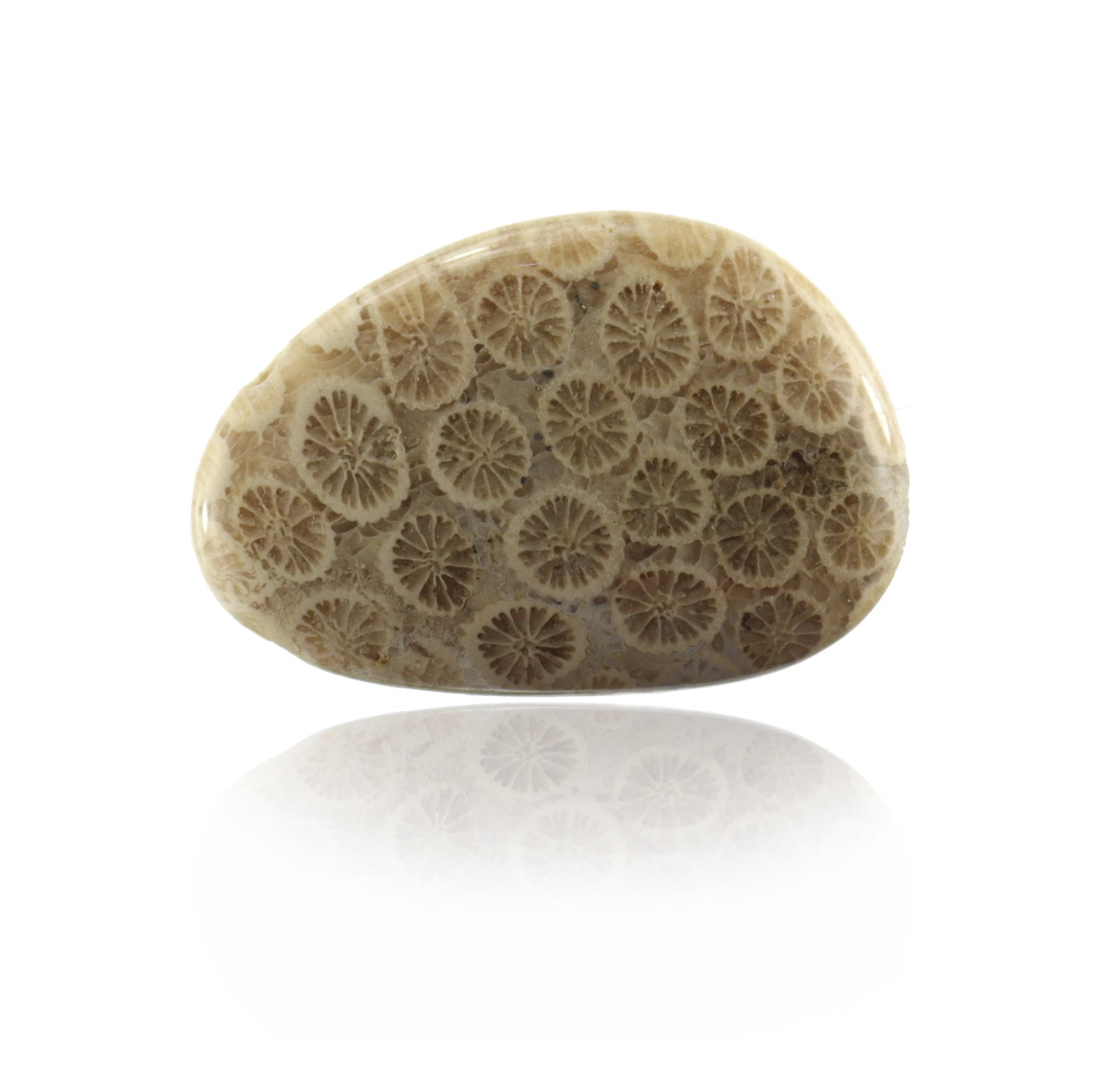 fossile Koralle Schmuck Trommelstein Edelstein Rohsteine Handschmeichler Taschenstein von budawi