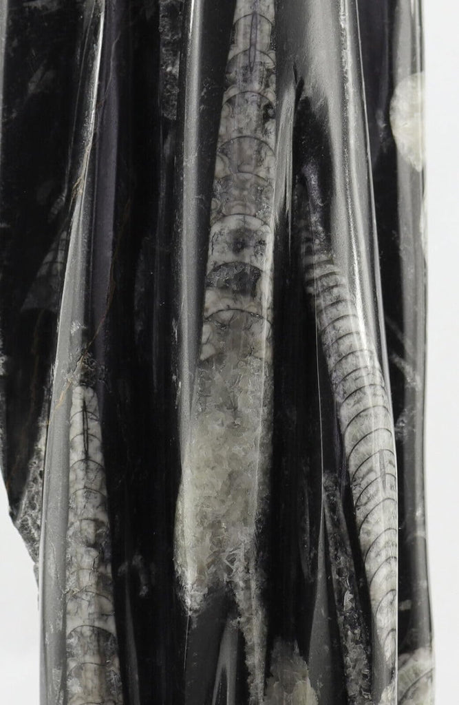 XXL 8 Kg Orthoceras Turm Versteinerung Tintenfische poliert Ammoniten Fossil