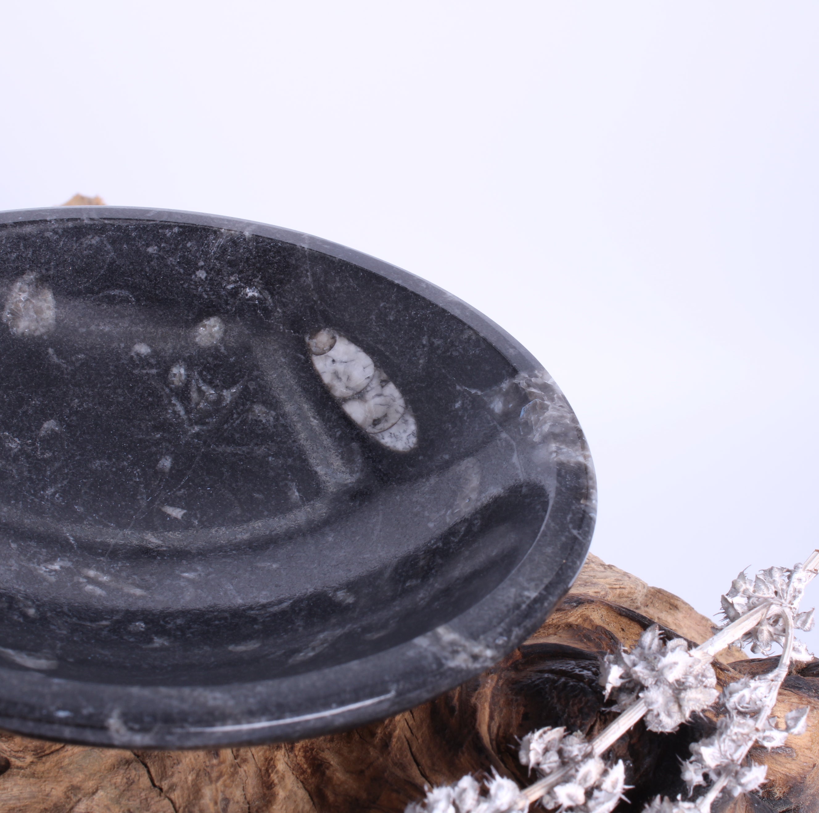 Orthoceras Fossilien Schale Innenansicht – Ø ca. 11 cm