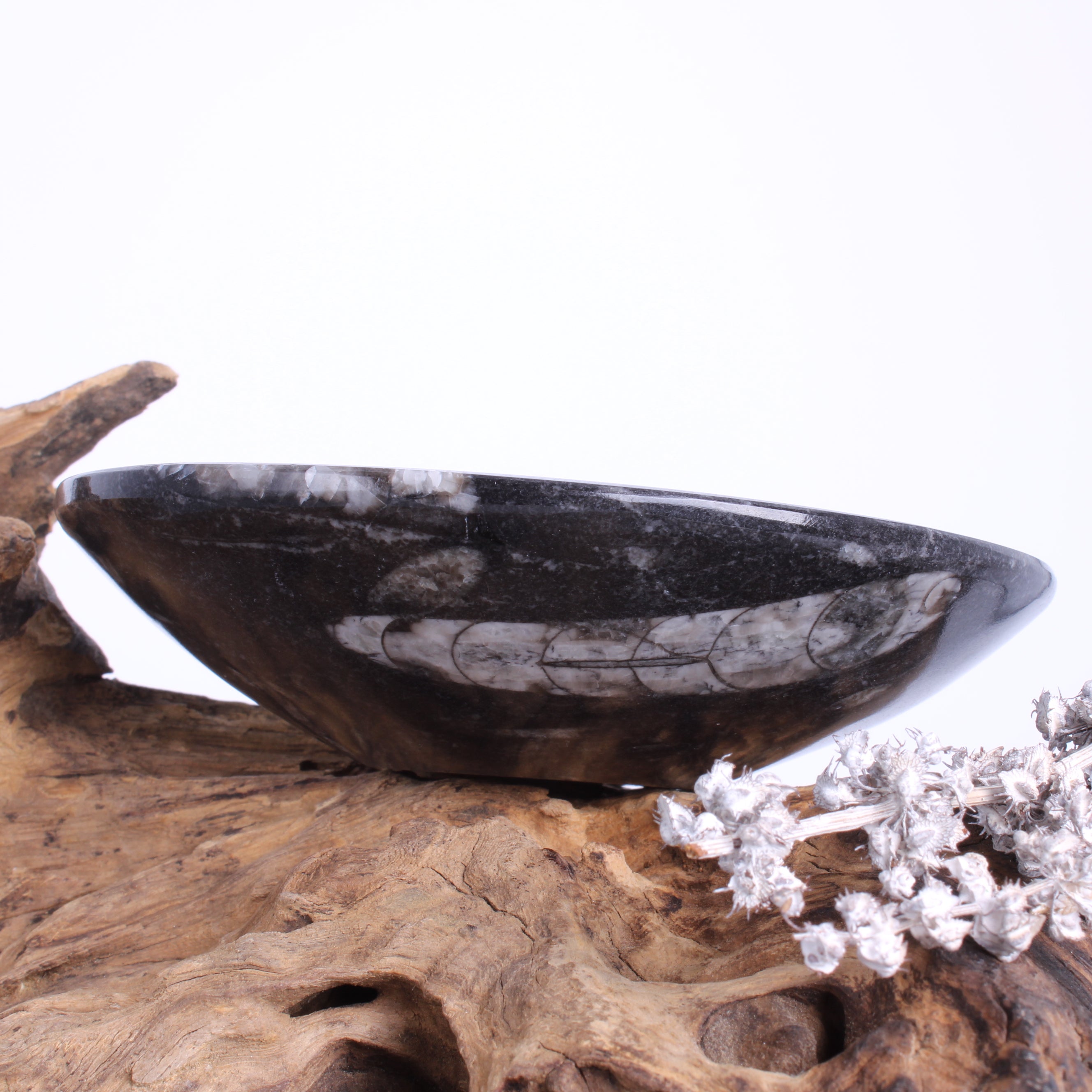 Orthoceras Schale Seitenansicht – Höhe ca. 3,5 cm, Hochglanzpoliert